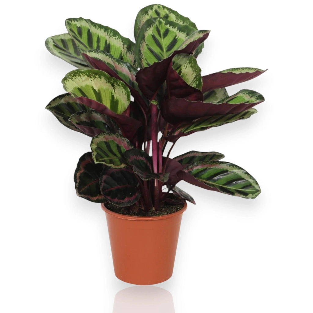 Gardenaria Calathea roseopicta 'Angela' - Pianta da interno ornamentale Altezza: 80 cm (vaso 19)