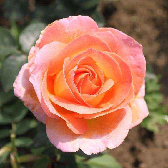 Pianta ROSA BREVETTATA ELLE ®MEILLAND gialla rosa ALBERELLO vaso24 FOTO REALE