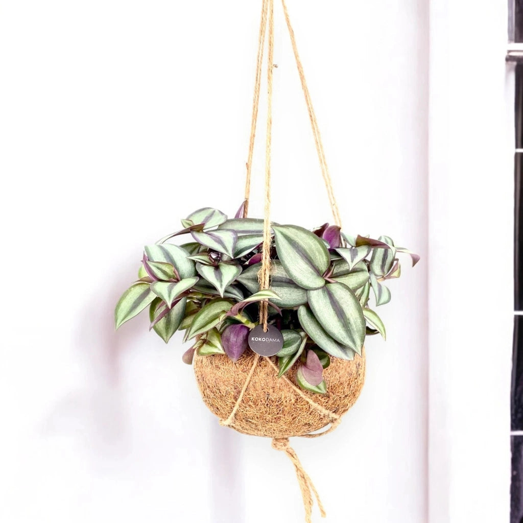 Gardenaria Tradescantia zebrina 'Purpusii' kokedama - Pianta da interno ornamentale Altezza: 25 cm (vaso 15)