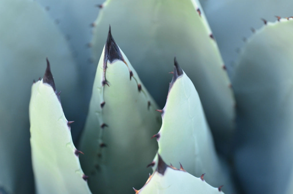 Agave Salmiana Vaso 70 cm Pianta Grassa Mediterranea Resistente alla Siccità