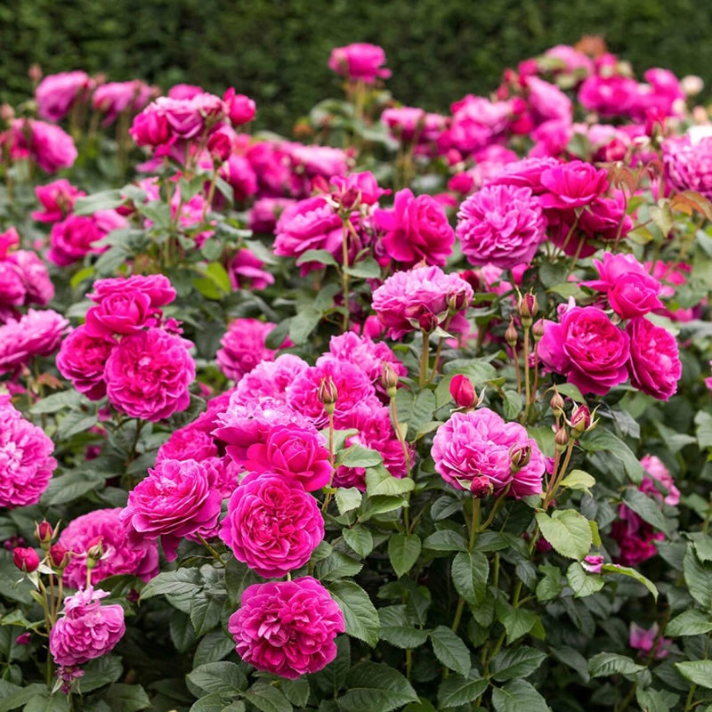 Rosa Barni James Austin cespuglio rifiorente profumato ornamentale