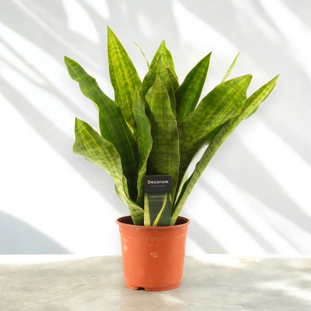Gardenaria Sansevieria trifasciata aubry. 'Nite' - Pianta da interno ornamentale Altezza: 45 cm (vaso 14)