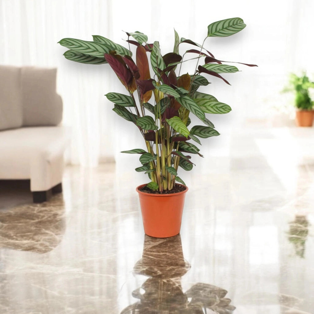 Gardenaria Ctenanthe setosa 'Compactstar' - Pianta da interno ornamentale Altezza: 110 cm (vaso 24)