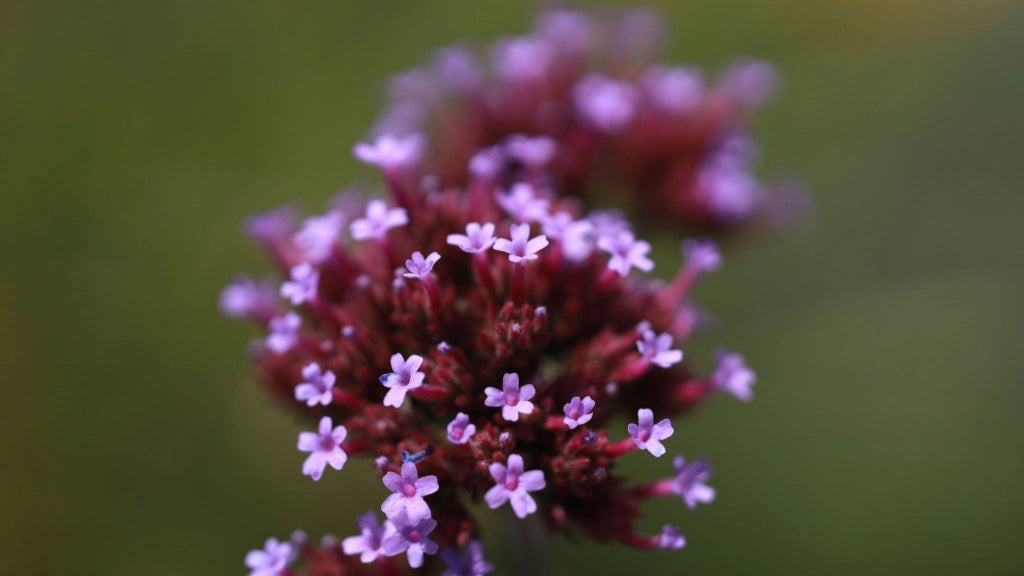 VERBENA BONARIENSIS VASO 18