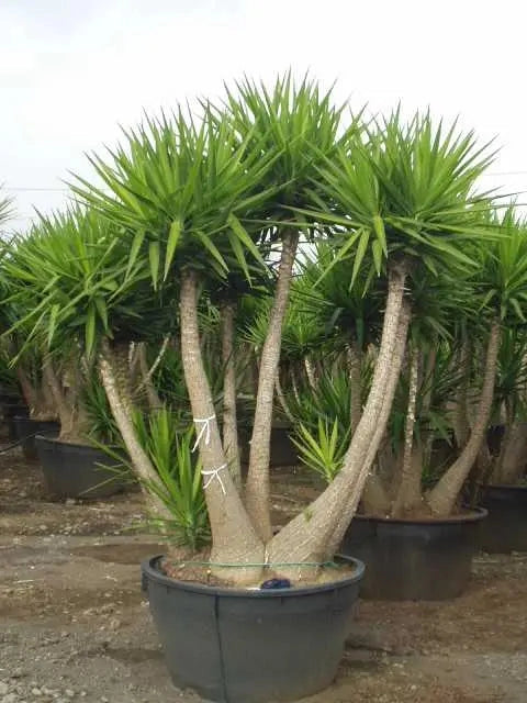 Gardenaria Yucca - Pianta da interno ornamentale Altezza: 135 cm (vaso 31)