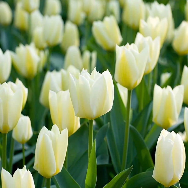 8 bulbi di TULIPANI PURISSIMA  11/12