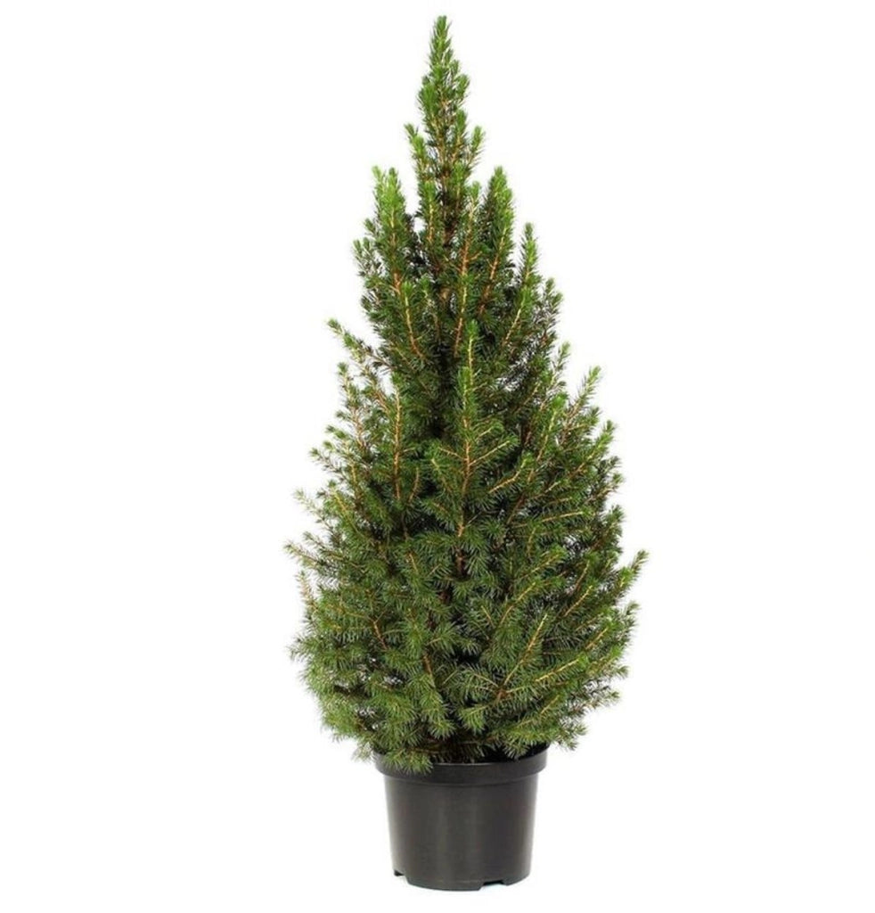 PICEA GLAUCA ‘CONICA’ (O ‘ALBERTIANA ‘CONICA’) 100 cm – Naturale e Fresco