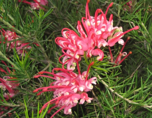Grevillea juniperina vaso 24cm foto reali