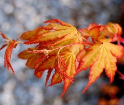 Acer palmatum ‘Katsura’ – Acero giapponese arancio vaso 19 cm