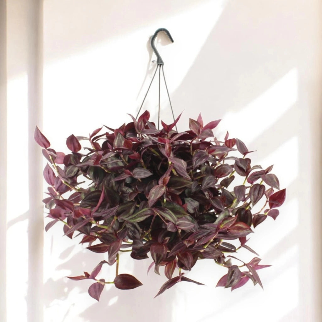 Gardenaria Tradescantia 'Jewel Red' - Pianta da interno ornamentale Altezza: 25 cm (vaso 17)