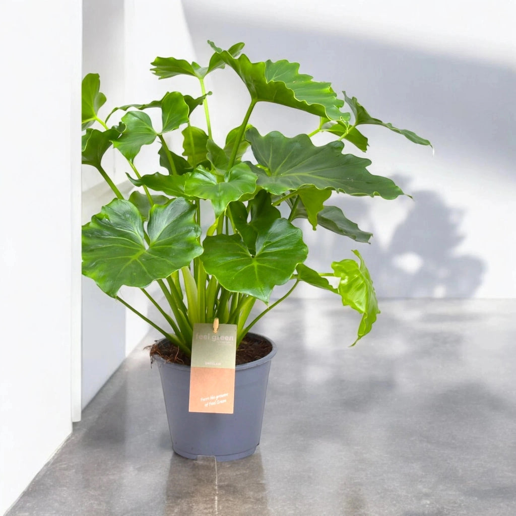 Gardenaria Philodendron bipinnatifidum 'Shangri-la' - Pianta da interno ornamentale Altezza: 35 cm (vaso 14)