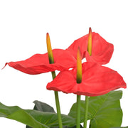 Anturium Pianta Artificiale con Vaso-Piante Decorative 90 cm Rosso e Giallo