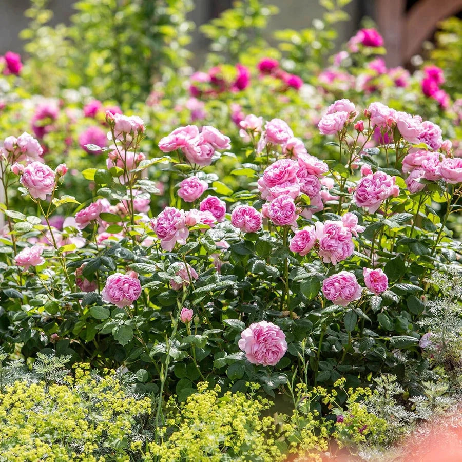 Gardenaria Rosa 'Ancient Mariner' - Rosa da giardino Altezza: 40/50 cm (vaso20)