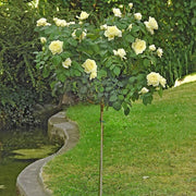 Pianta ROSA JEANNE MONREAU ®MEILLAND ALBERELLO profumata h 120 cm AMDgarden