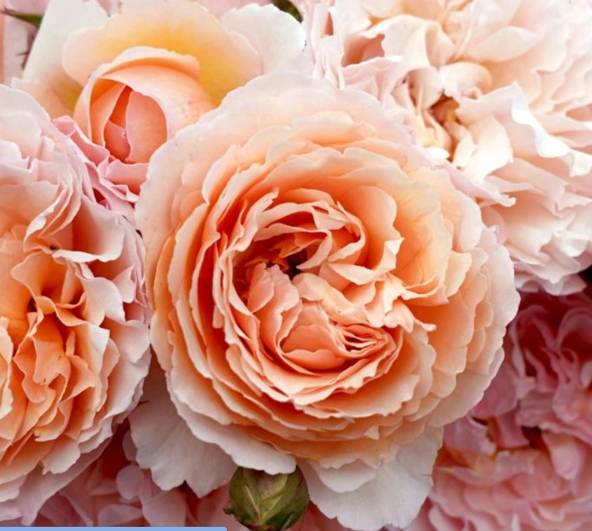 Rosa PRINCESSE CHARLENE DE MONACO ® Meidysouk