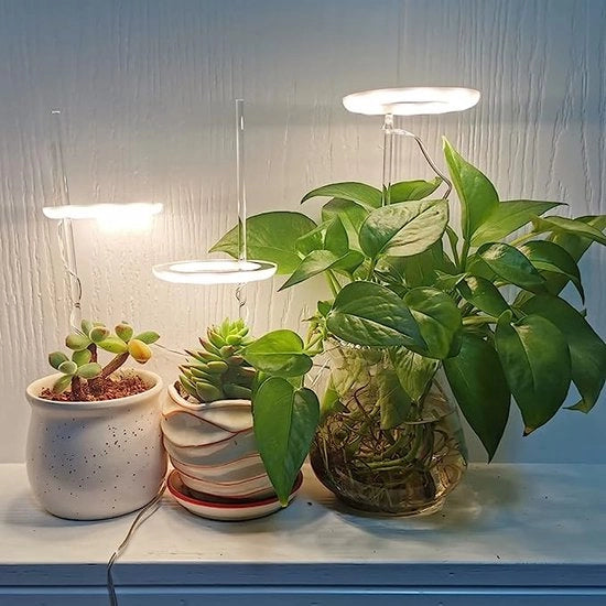 Luce per piante / Luce per crescita delle piante / [Classe di efficienza energetica A+++ ] - ESPERIENZA PIANTAGGI PIÙ SALUTEVOLI / Luce LED indoor efficiente in termini di energia