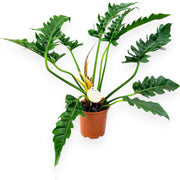 Gardenaria Philodendron 'Tigertooth' - Pianta da interno ornamentale Altezza: 45 cm (vaso 17)