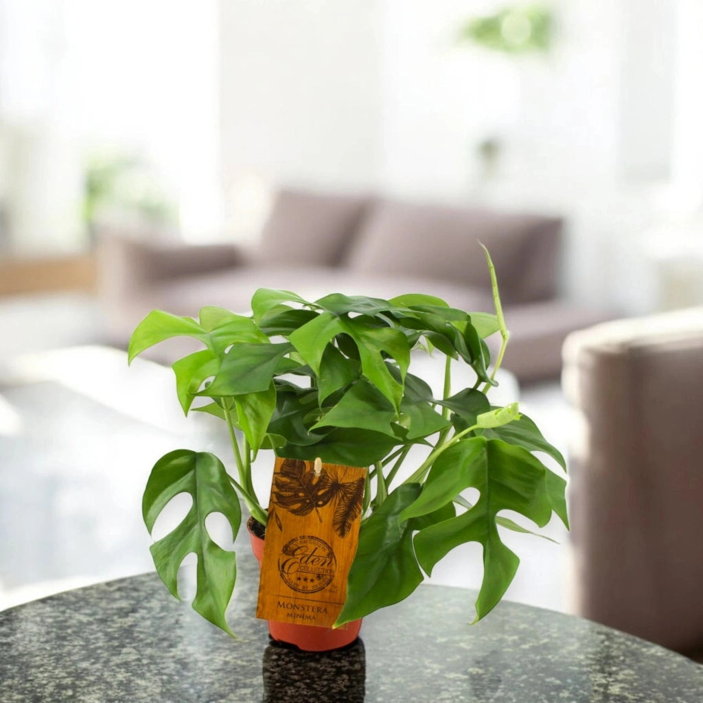 Gardenaria Monstera Minima - Rhaphidophora tetrasperma - Pianta da interno ornamentale Altezza: 40 cm (vaso 12)