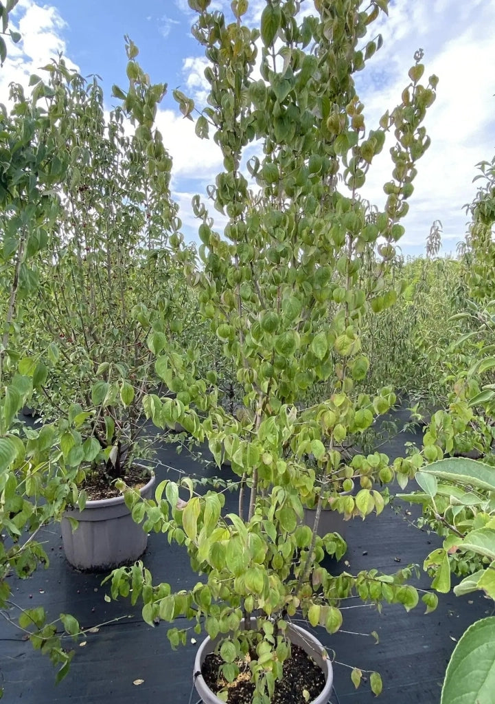 Gardenaria Corniolo - Cornus 'Mas' - Arbusto ornamentale da giardino Altezza: 40/60 cm (vaso19)