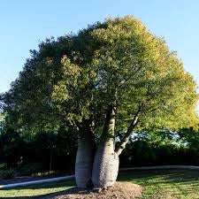 Brachychiton Rupestris Grande Esemplare – Albero Bottiglia foto reali