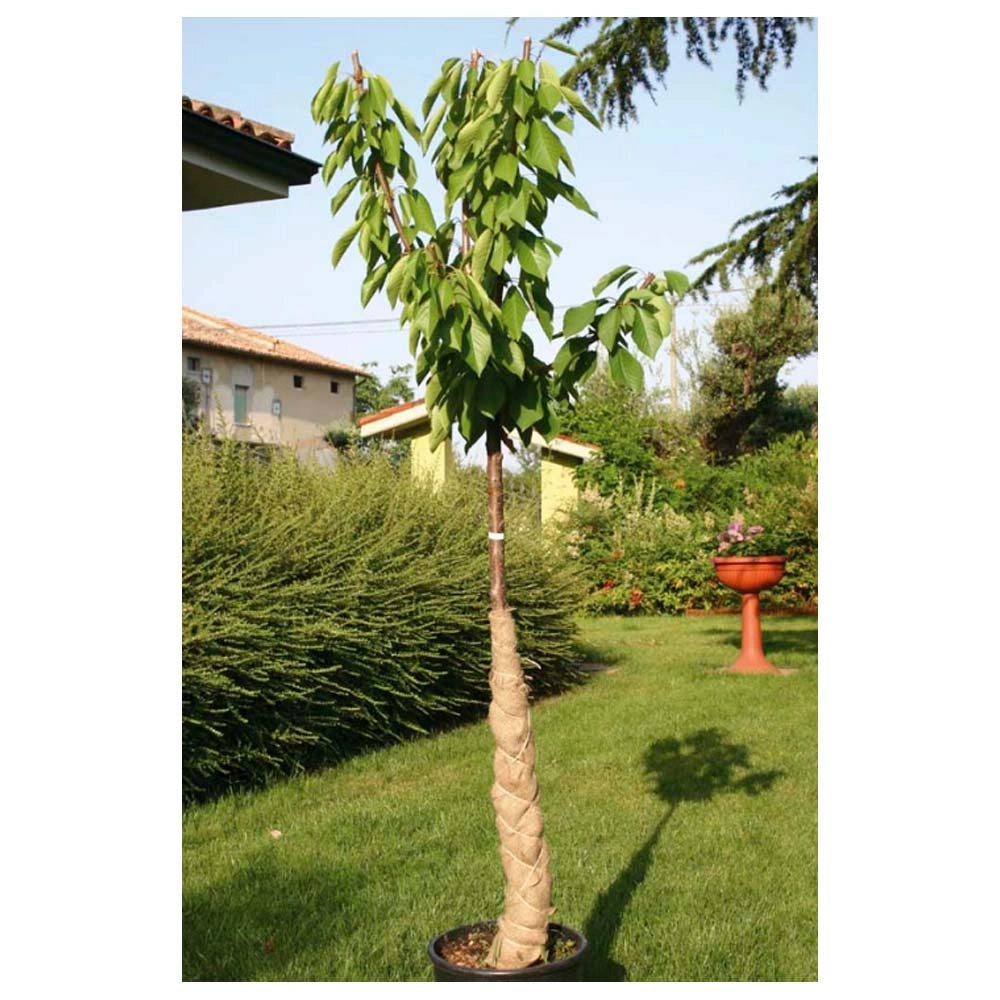 Multipack 6 pz telo in juta naturale per piante acquatiche telo protettivo per piante 1,4 x 1,4 metri
