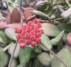Hoya tsangii – Pianta tropicale compatta e ricadente vaso 6 cm