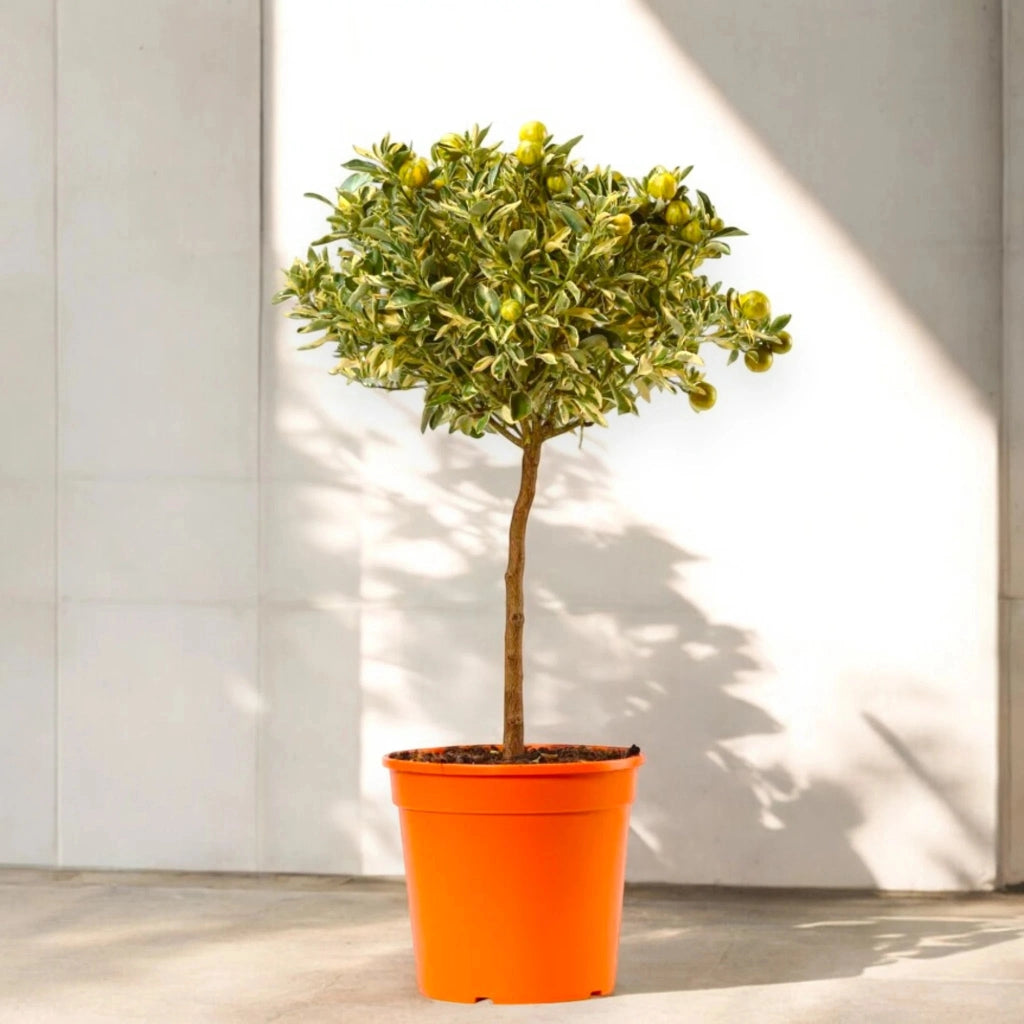 Gardenaria Calamondino Variegato - Citrus × microcarpa 'Variegata' - Pianta di agrume da frutto in vaso Altezza: 70/80 cm (vaso 22)