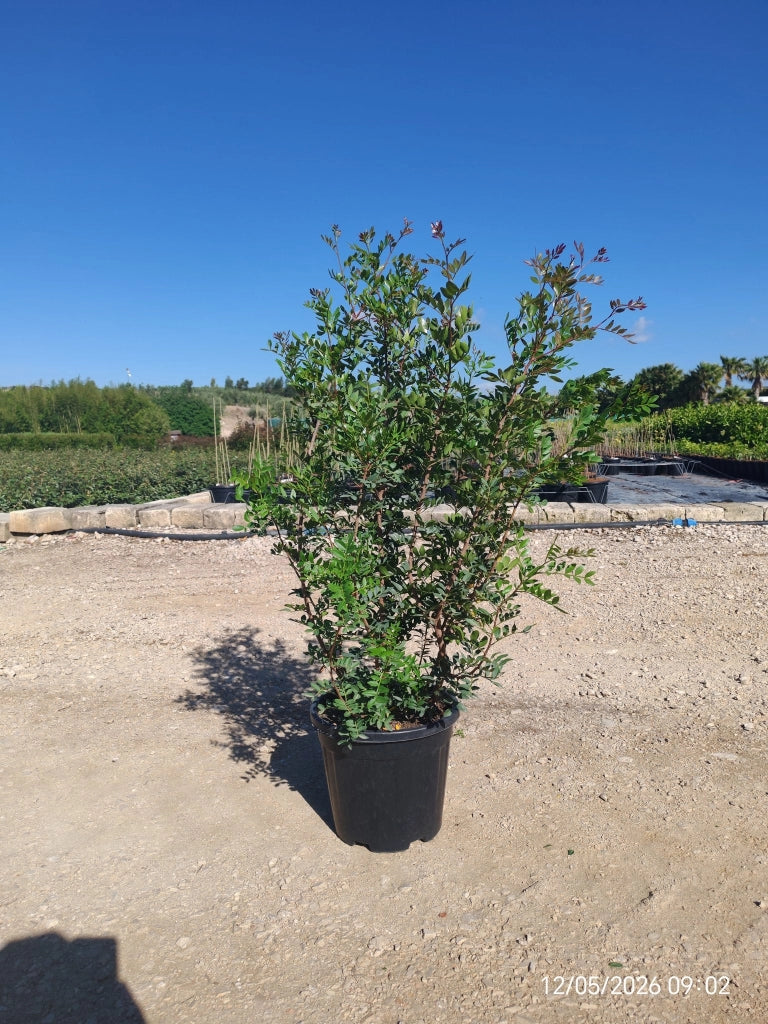 Lentisco Pistacia Lentiscus Cespuglio 30 cm Pianta Mediterranea Sempreverde