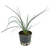 YUCCA RED Hesperaloe Parviflora ROSSA a cespuglio h40cm vaso 16/18 cm FOTO REALE