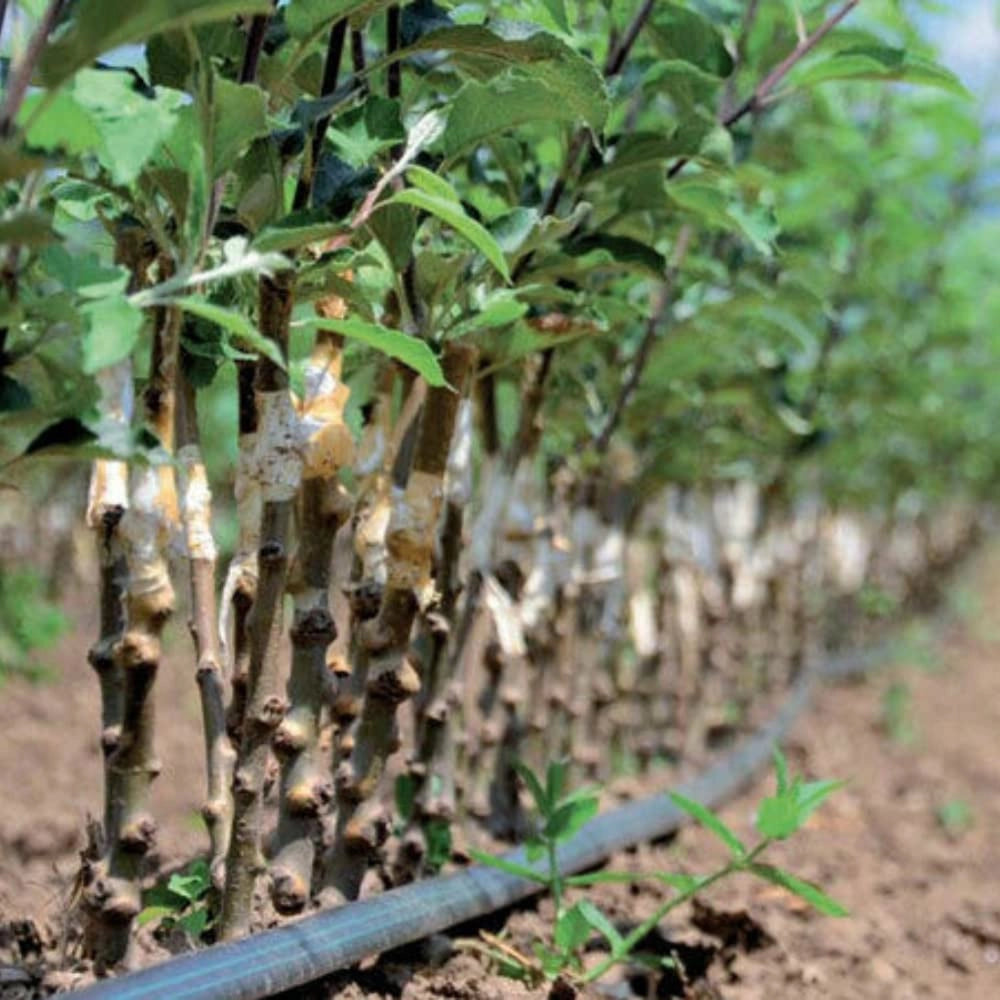 Manichetta Gocciolante Pluvio Distanza Gocciolatori 20 Cm, Rotoli da 100 m
