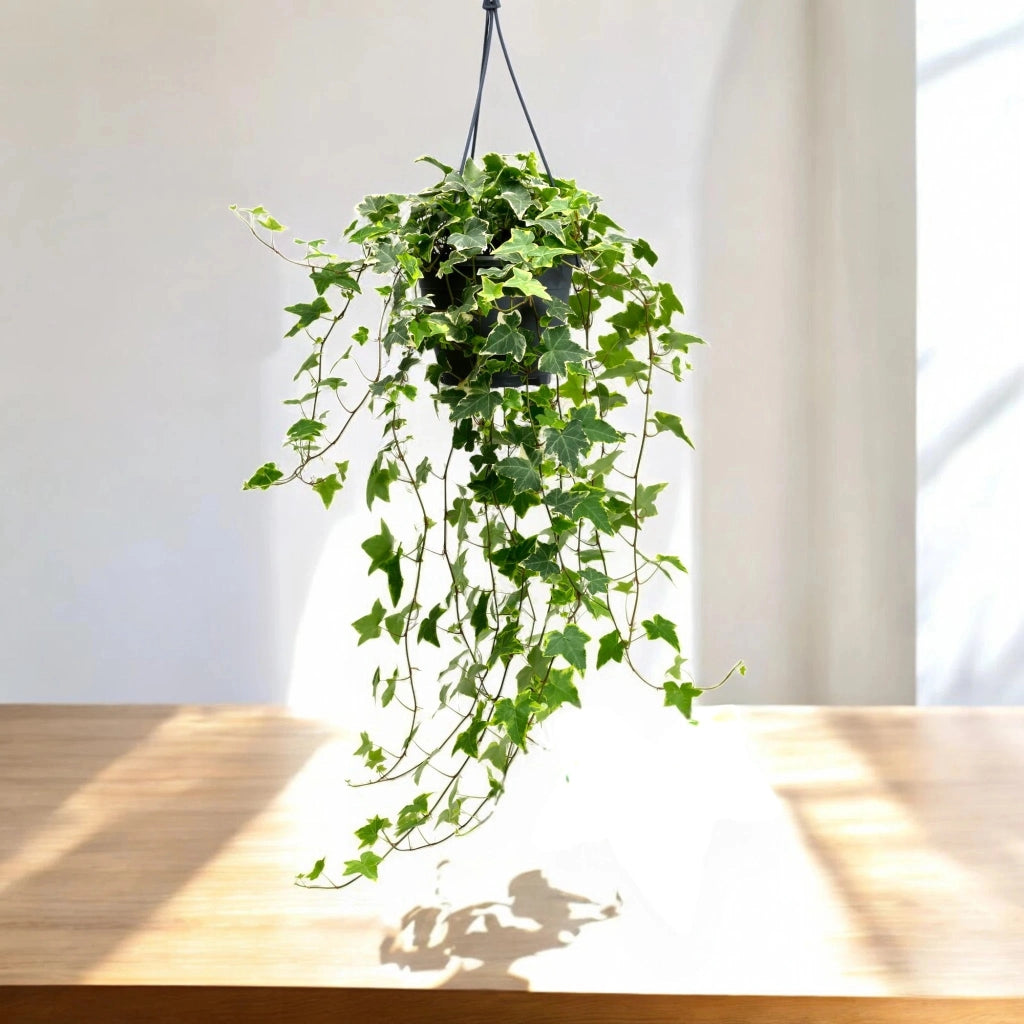 Gardenaria Edera - Hedera helix 'Goldchild' - Pianta da interno ornamentale Altezza: 50 cm (vaso 19)
