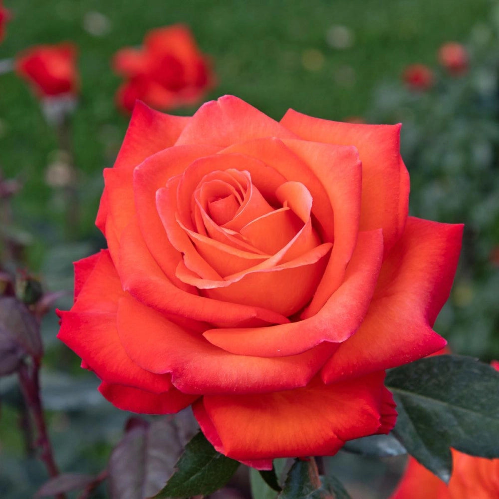 Rosa Barni Wildfire – Rosa Rifiorente dai Fiori Rosso Fuoco Intensi e Profumati