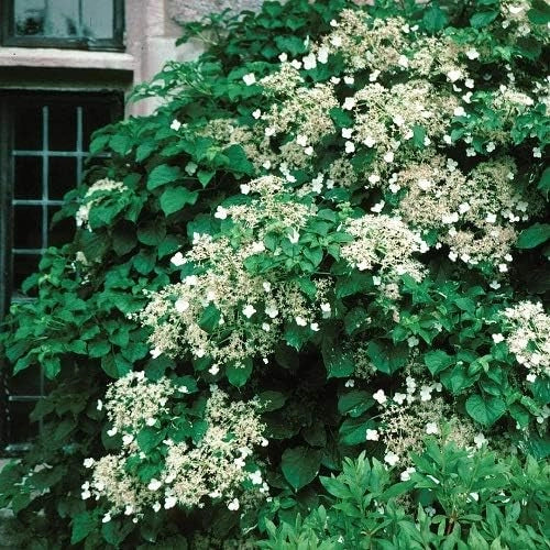 Ortensia Bianca Rampicante Hydrangea Petiolaris in vaso 18 cm AMDGarden