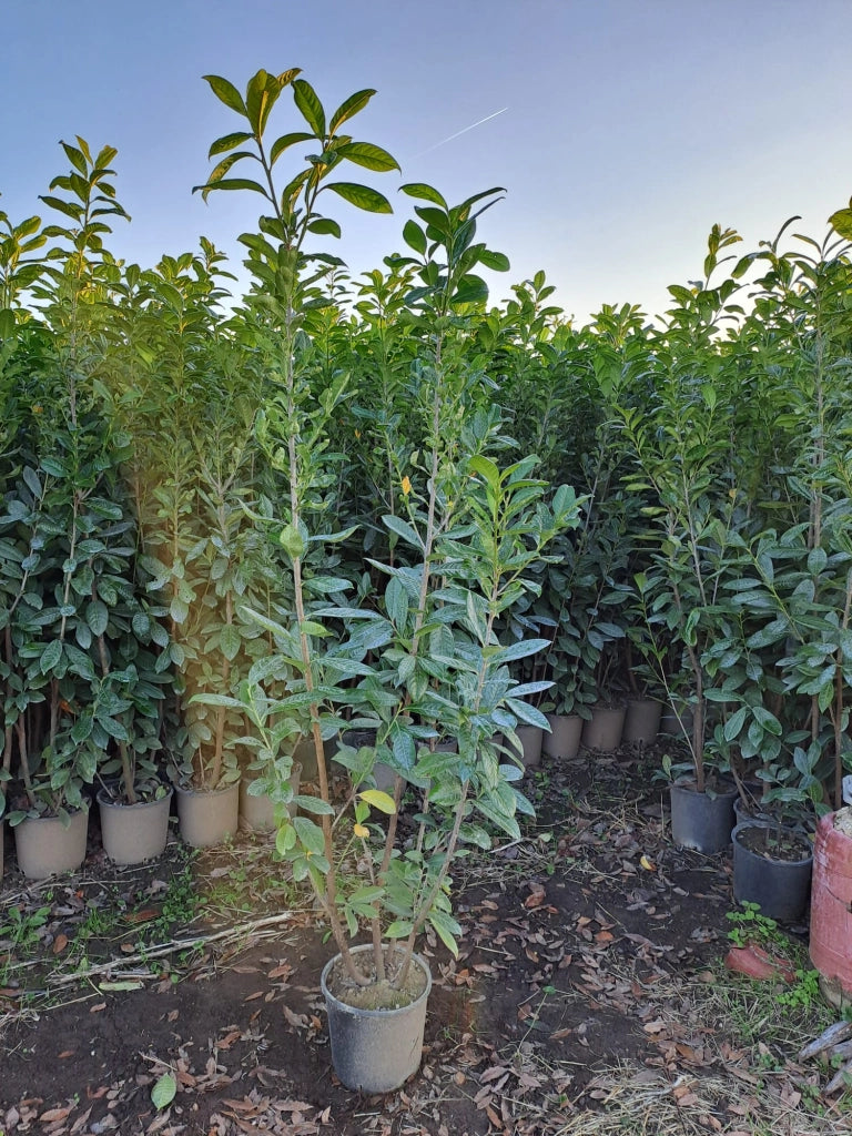STOCK 40 PIANTE DI LAURO CERASO LAUROCESASUS (LAUROCERASO) H150/160 VASO 24 FOTO REALI SIEPE