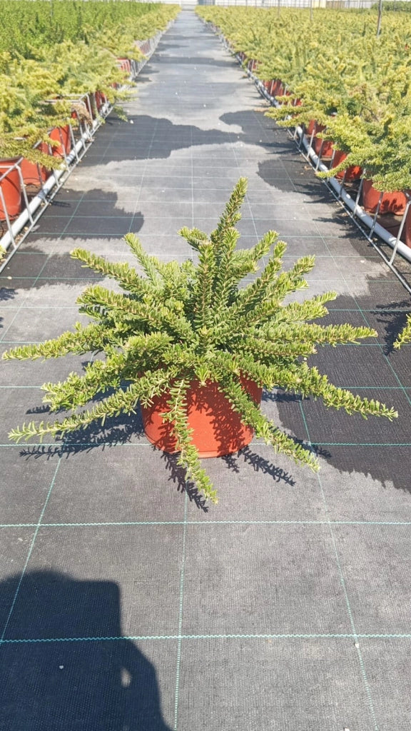 GREVILLEA MONT TAMBORITA VASO 18