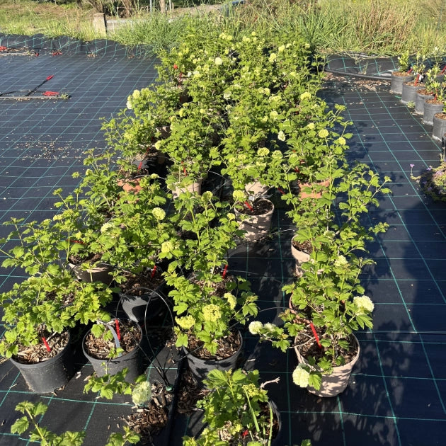 Pianta VIBURNUM OPULUS ROSEUM viburno Palla di Neve h50cm SIEPE CESPUGLIO VASO16