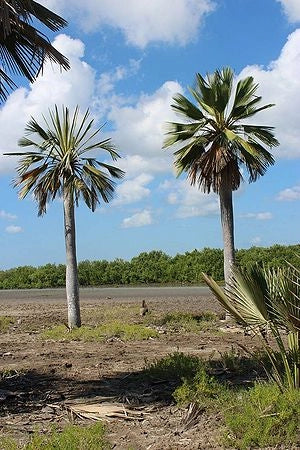 Copernicia gigas H 3,5 m vaso 70 – Palma tropicale gigante a ventaglio palma rara foto reale