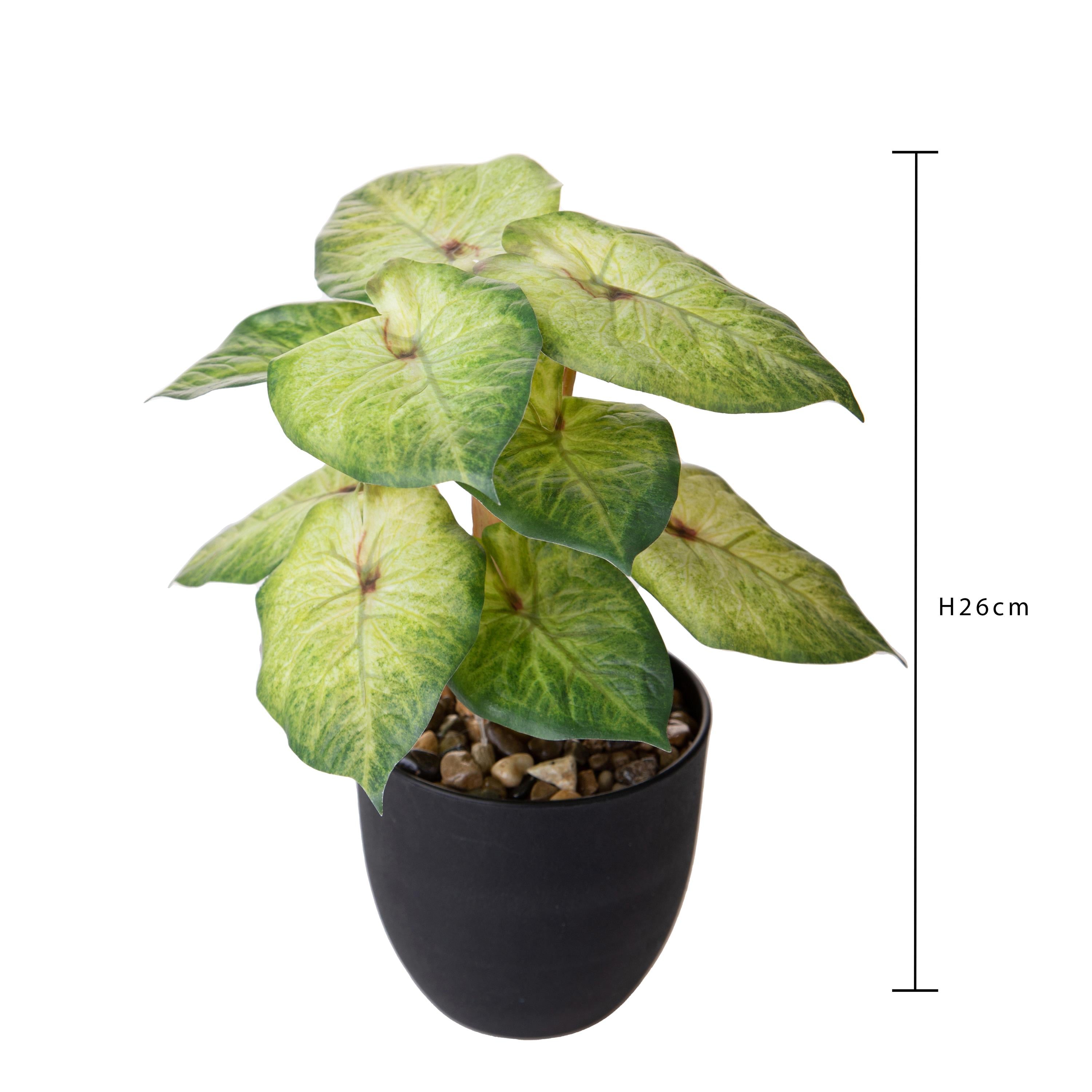 Set 3 Piante Artificiali Syngonium Podophyllum in Vasi 26 cm