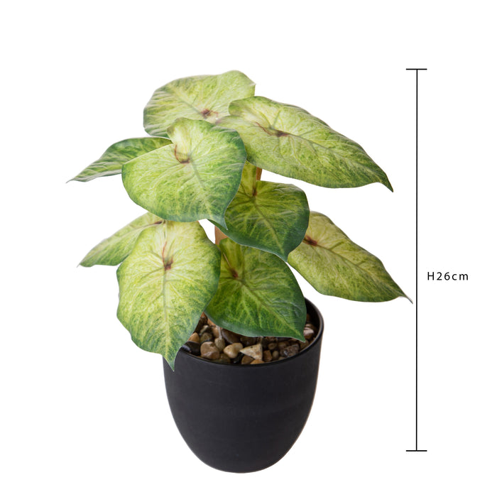 Set 3 Piante Artificiali Syngonium Podophyllum in Vasi 26 cm