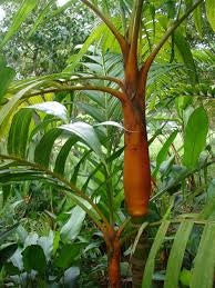 Areca vestiaria H 2 m vaso 45 – Palma tropicale a corona arancione foto reali