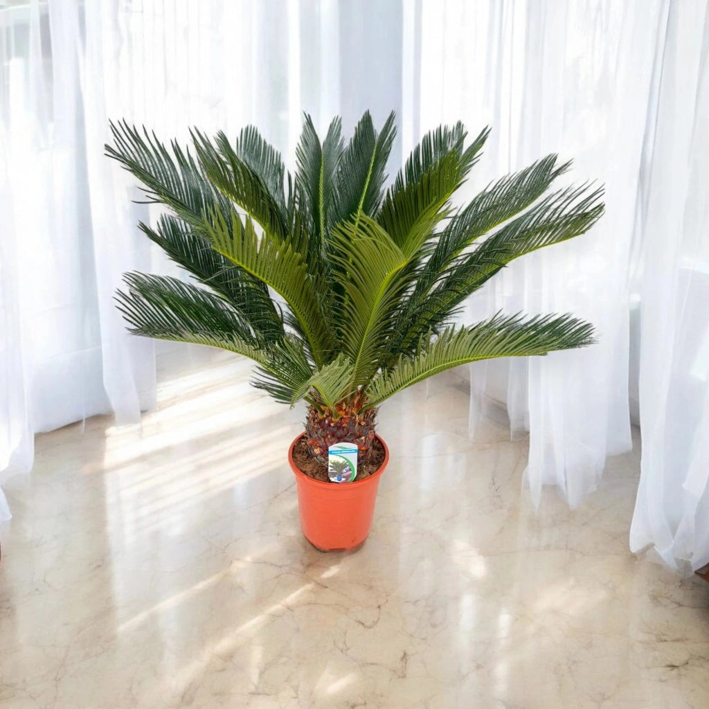 Gardenaria Cycas revoluta - Pianta da interno ornamentale Altezza: 35 cm (vaso 12)