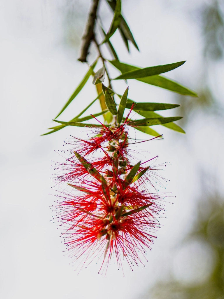 CALLISTEMON CAPTAIN COOK (PIANTA SCOVOLINO) VASO 40