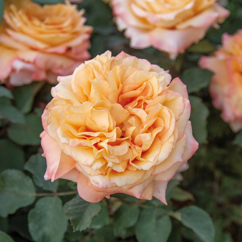 Rosa DIVINA COMMEDIA® Barni rosa cespuglio Pianta di fiore fiori Foto Reali