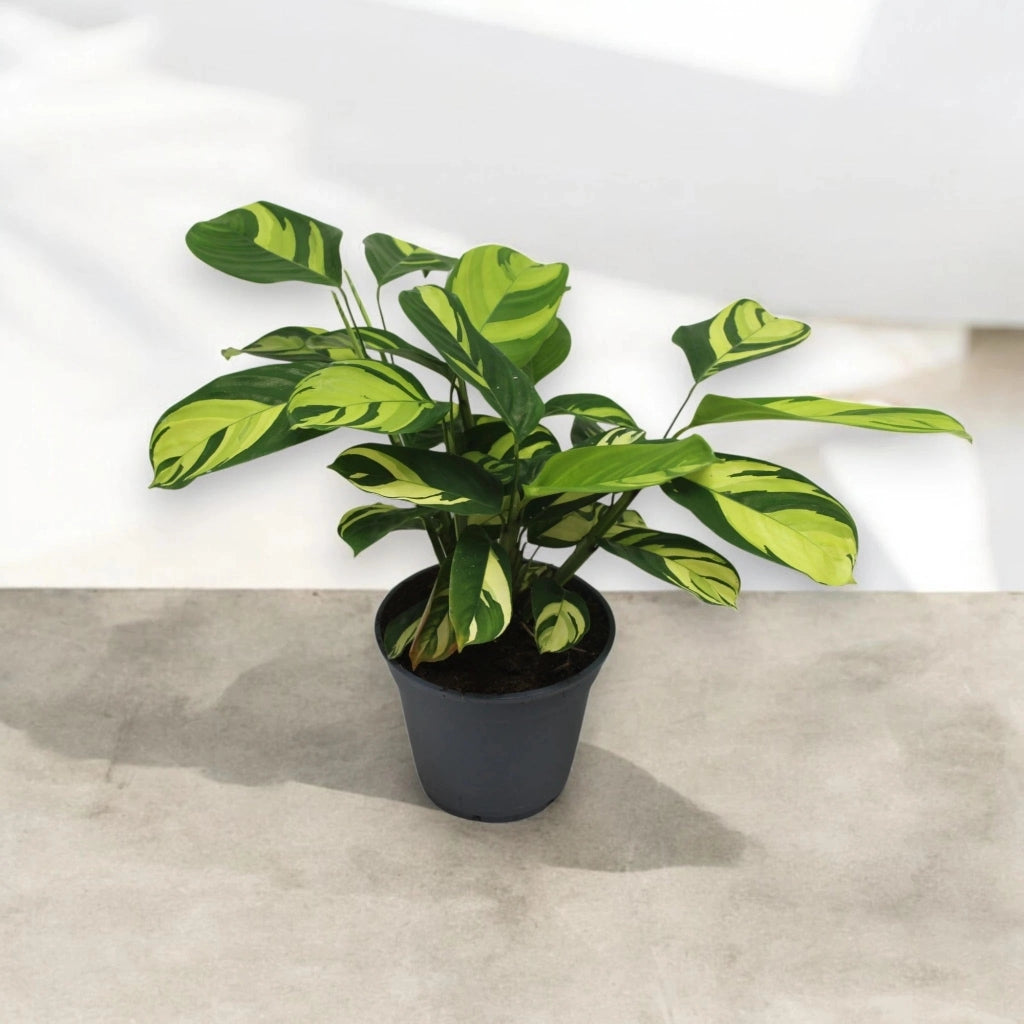 Gardenaria Ctenanthe pilosa 'Golden mosaic' - Pianta da interno ornamentale Altezza: 45 cm (vaso 17)
