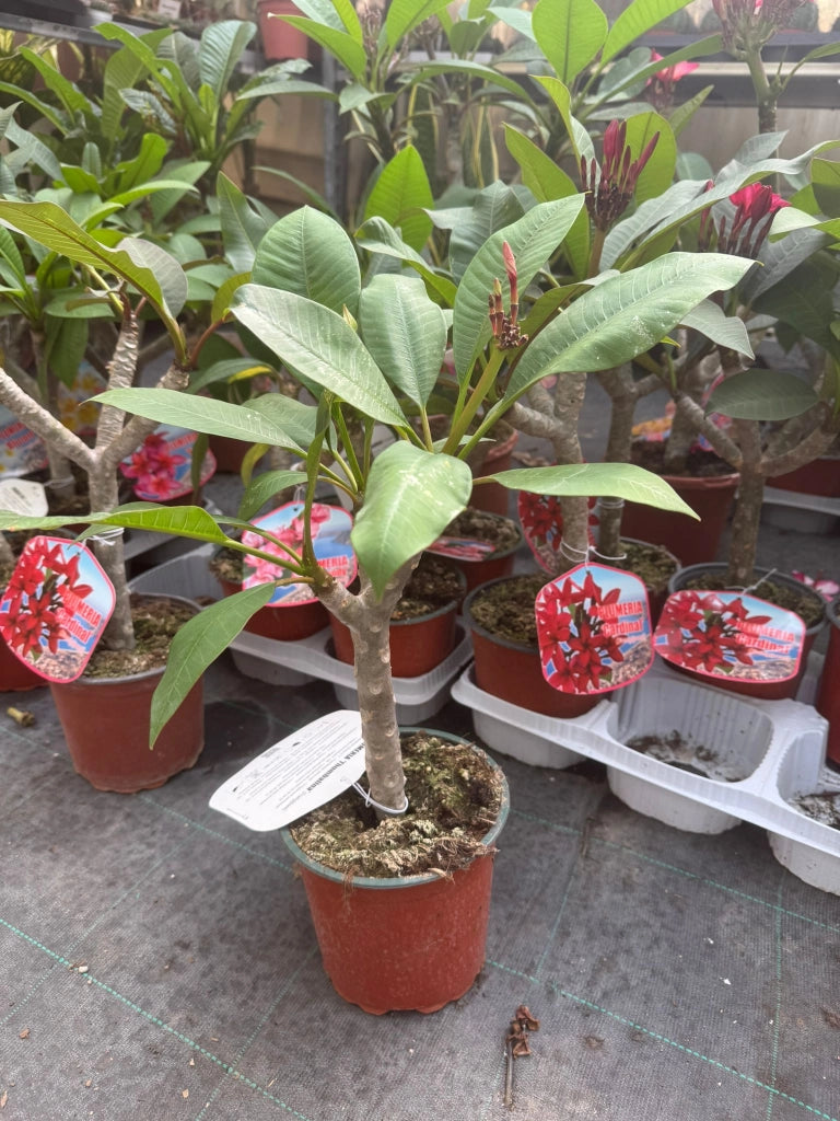 Pianta di plumeria frangipane 'blizzard', BIANCA vaso 15cm h 50cm, foto reale