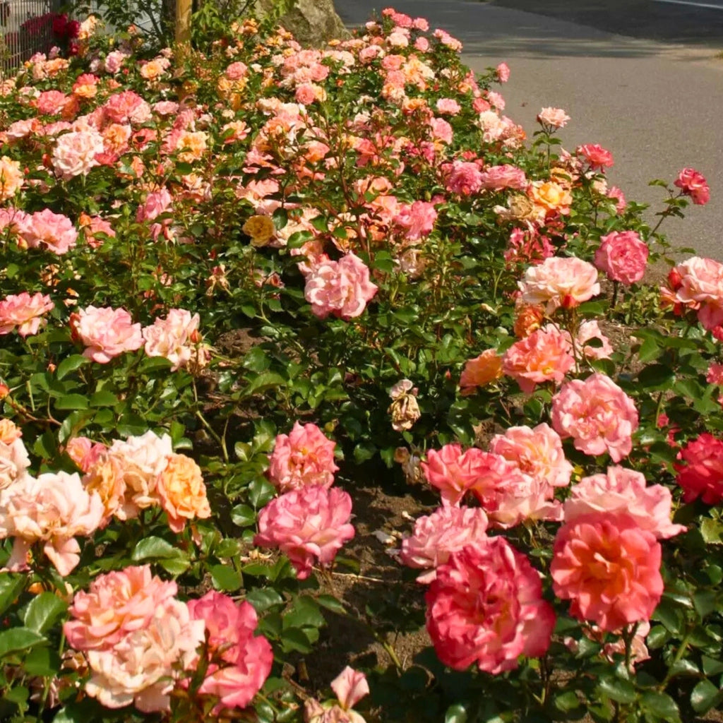 Gardenaria Rosa paesaggistica 'Cubana' - Rosa da giardino Altezza: 30/35 cm (vaso19)