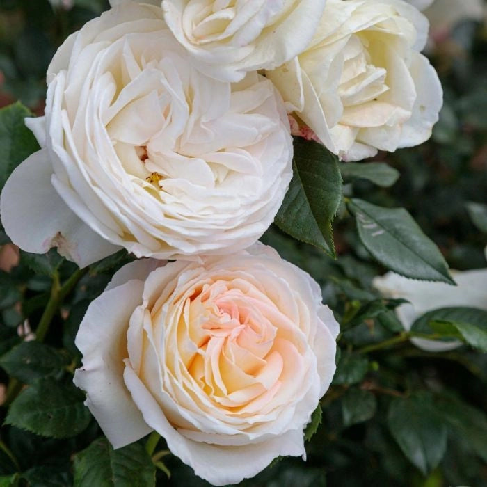 Pianta Rosa Camille Claudel Meilland Profumata a cespuglio vaso 19 cm AMDGarden