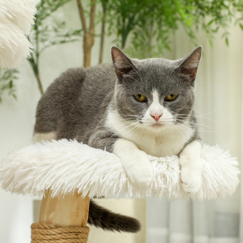 Tiragraffi per gatti bianco con pallina e lettini, 61,5 cm
