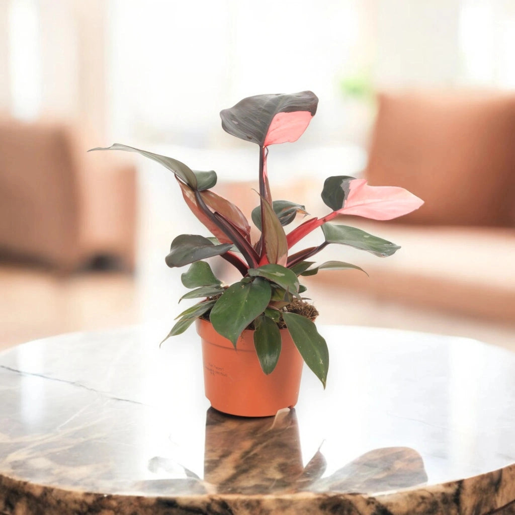 Gardenaria Philodendron 'Pink Princess' - Pianta da interno ornamentale Altezza: 30 cm (vaso 12)