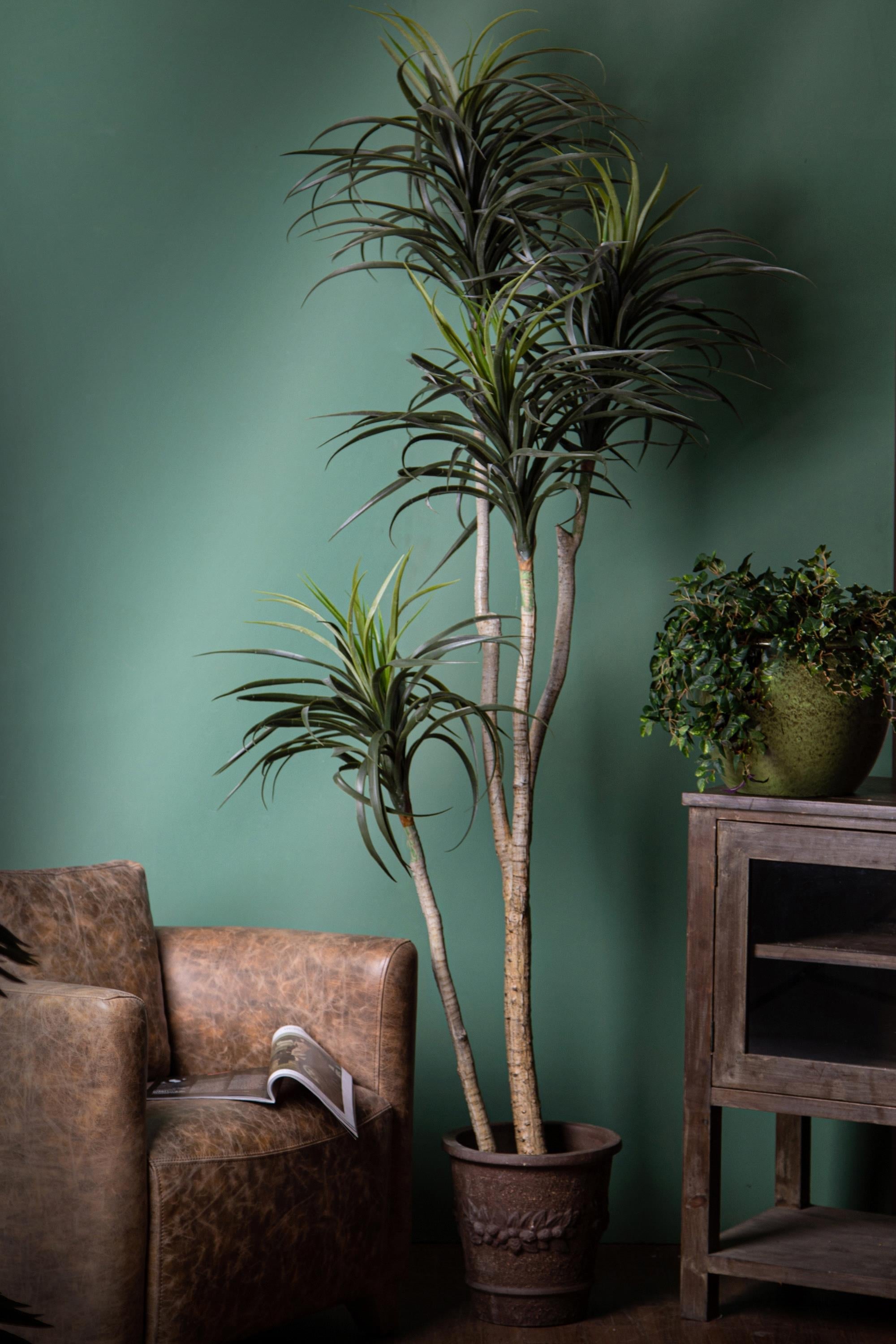 Pianta Artificiale Nolina Recurvata H 210 cm